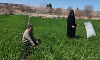 پایش سن غلات در مزارع گندم و جو بافران